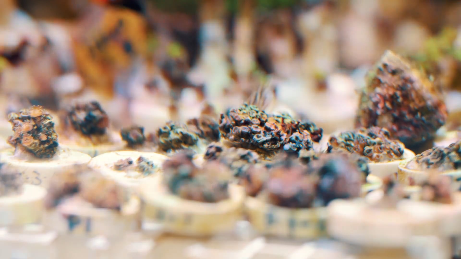 海洋委員會｜【海洋科技專案補助計畫】成果影片